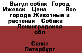 Выгул собак. Город Ижевск › Цена ­ 150 - Все города Животные и растения » Собаки   . Ленинградская обл.,Санкт-Петербург г.